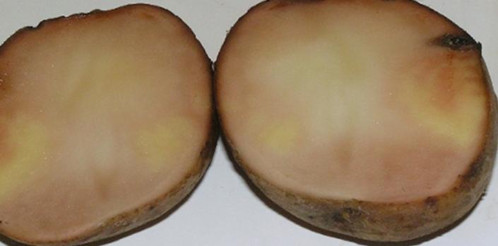 Переохлаждение и подмораживание клубней картофеля