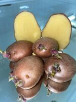 Семенной картофель сорт Дезире