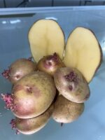 Семенной картофель сорт Пикассо