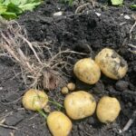 Семенной картофель сорт Ривьера