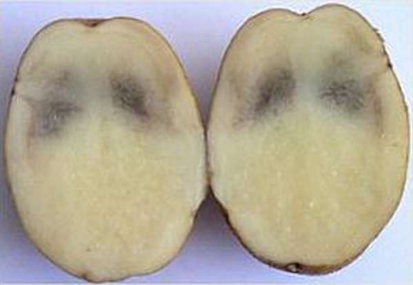 Потемнение мякоти клубней картофеля - описание и меры защиты