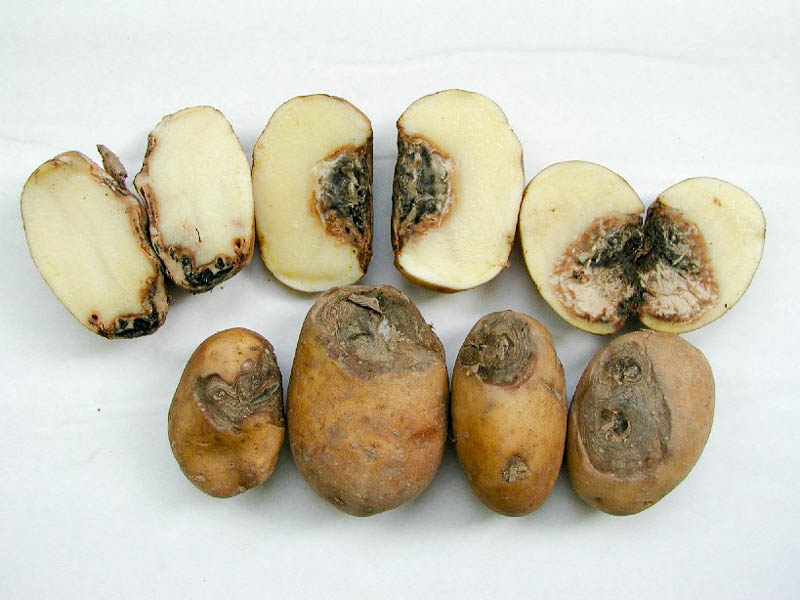 Сухая (фузариозная) гниль клубней картофеля - описание и меры защиты
